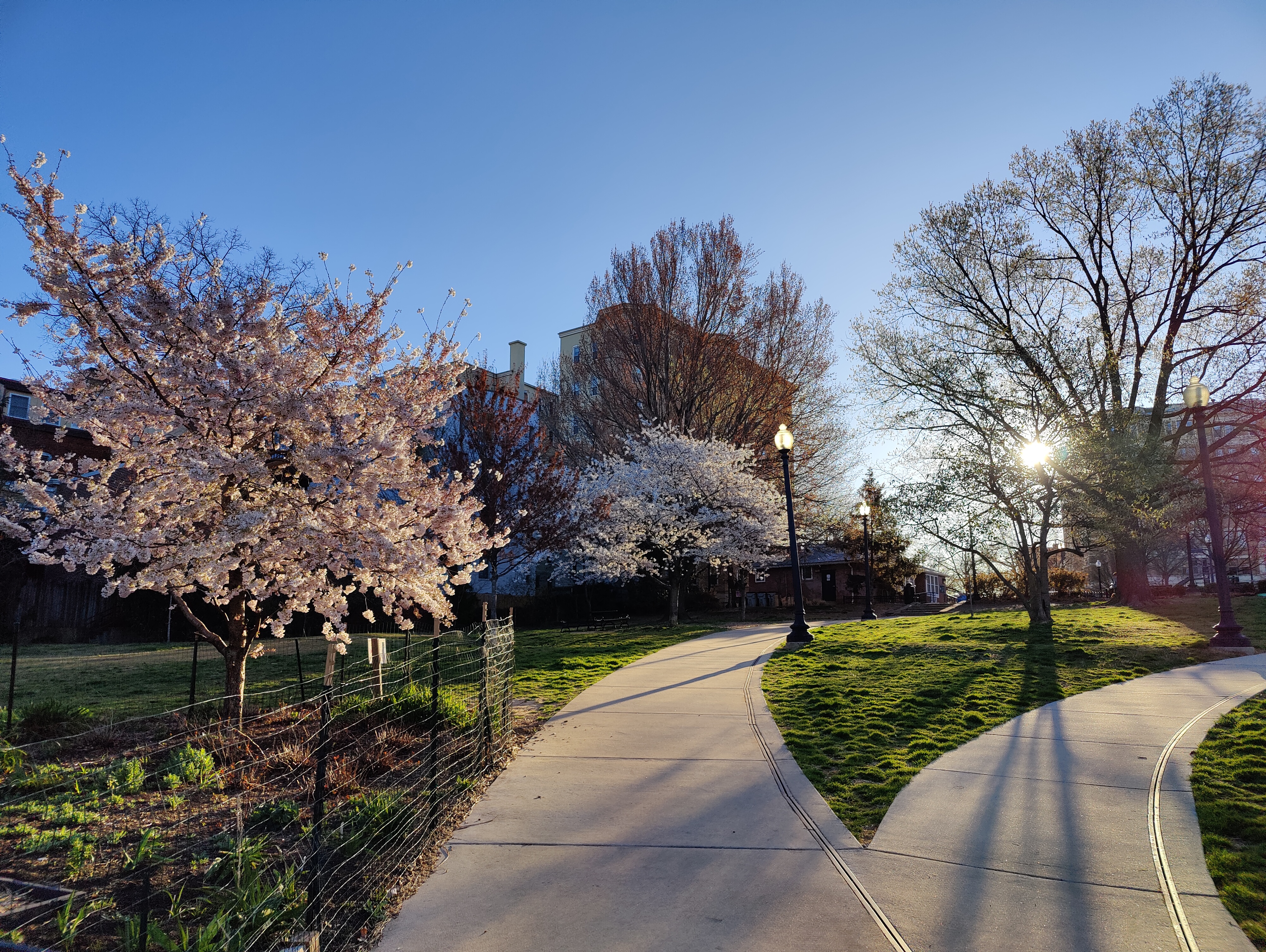 Blooming trees and forking path in Kalorama Park